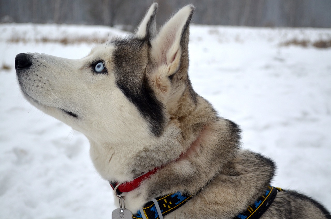 Husky amante del freddo impazzisce per il ghiaccio