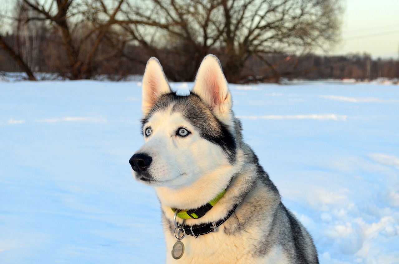 Cane in mezzo alla neve