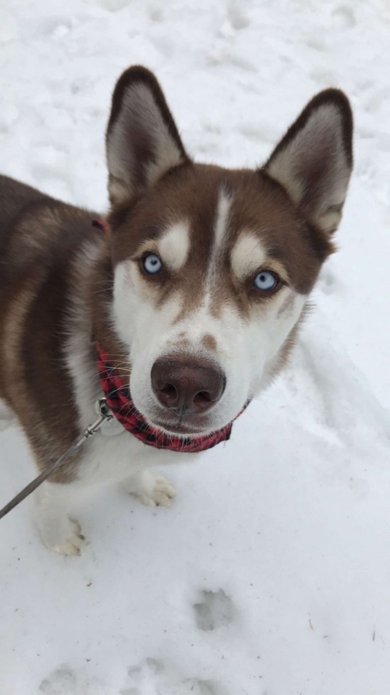 Whisky l'husky che ama il ghiaccio