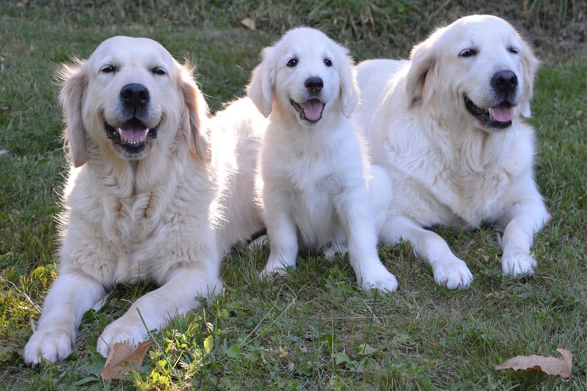 I cani guida e l’esercitazione antincendio