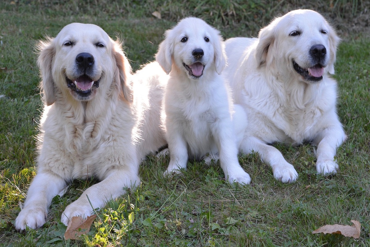 cani guida e l'esercitazione antincendio