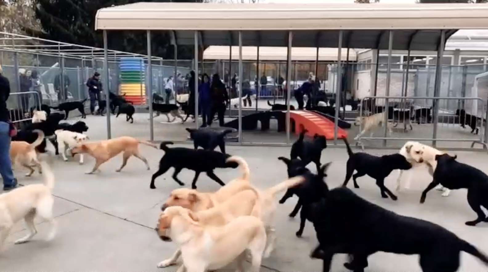 L'addestramento in un centro per cuccioli