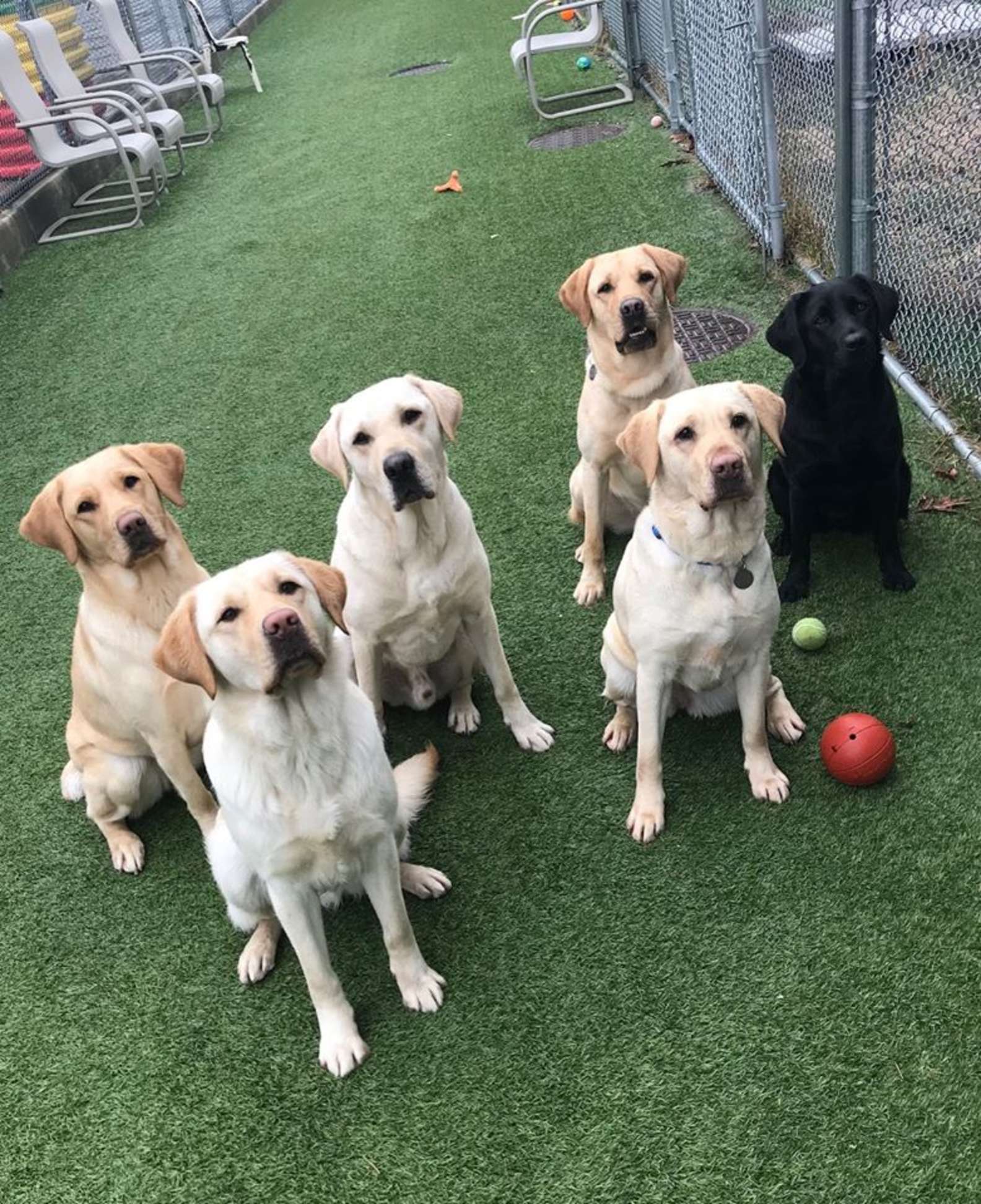 Cuccioli di Labrador addestrati