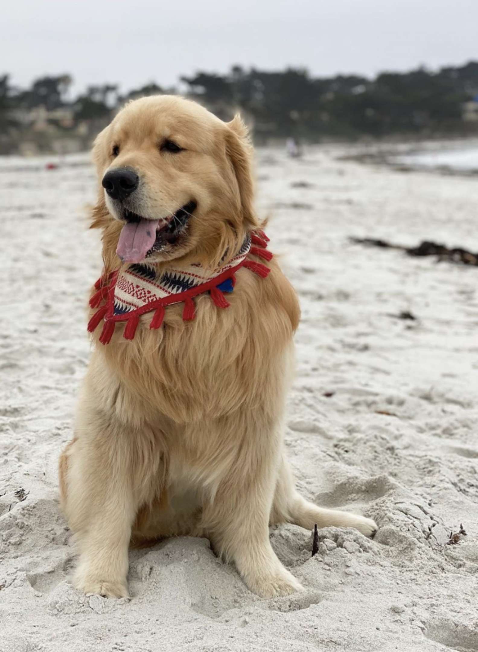 Cucciolo in riva al mare