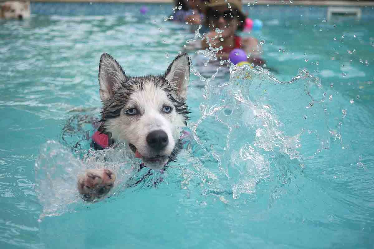 Il cane si nasconde in piscina quando combina guai