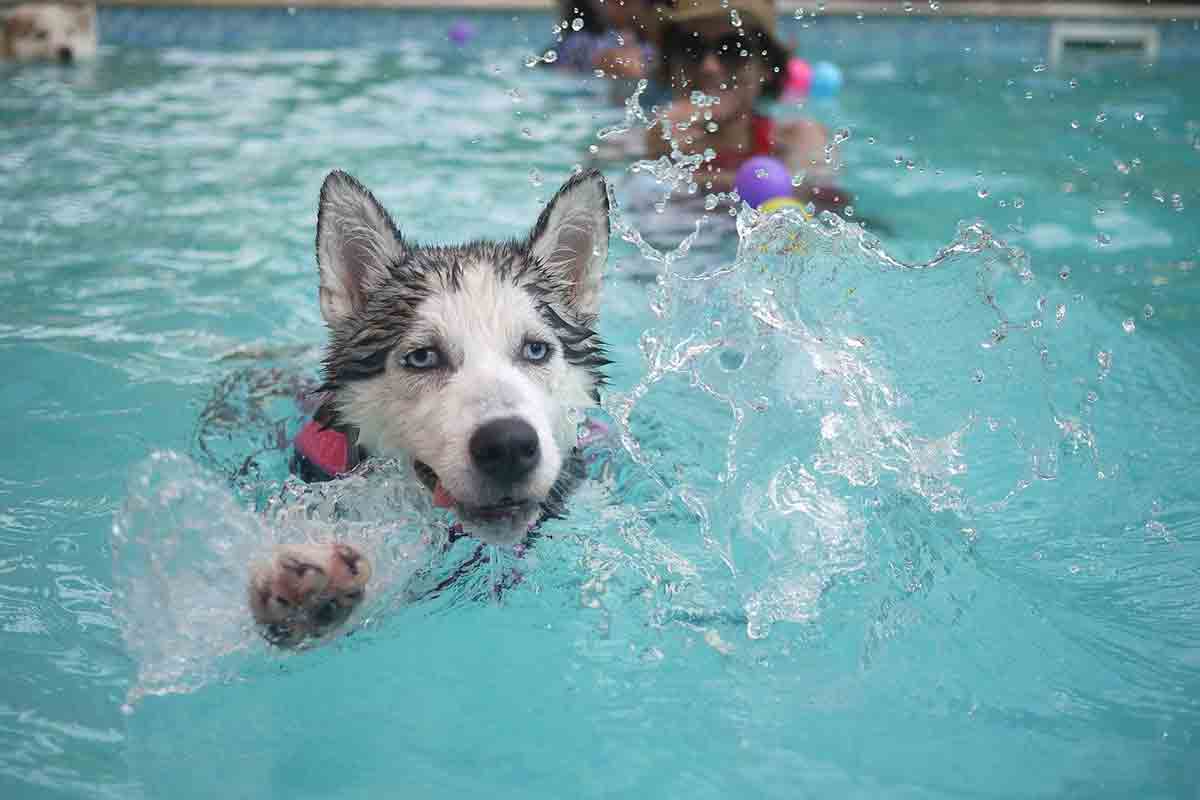 Il cane si nasconde