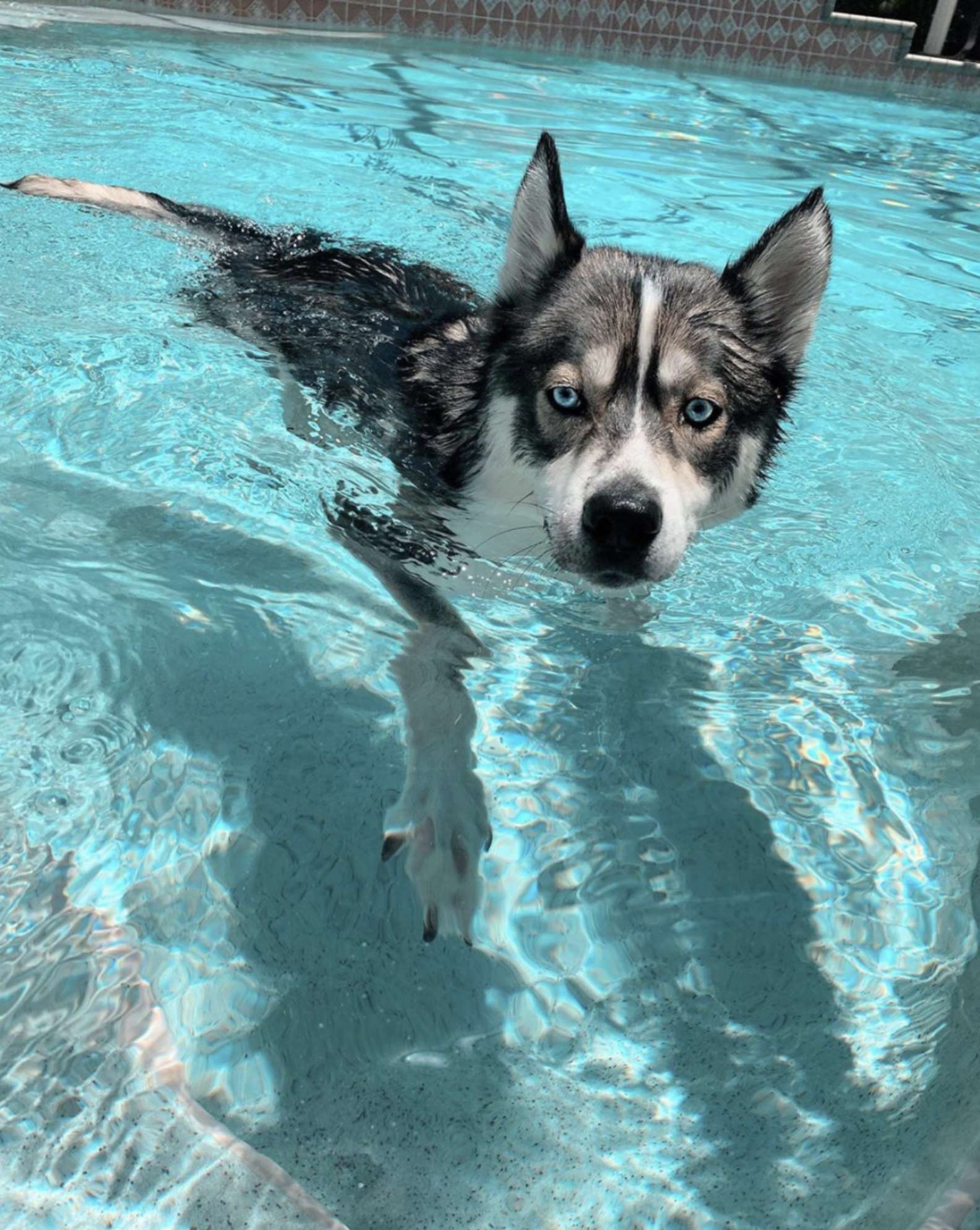Husky nascosto in piscina
