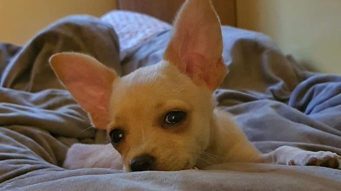 Raya il chihuahua