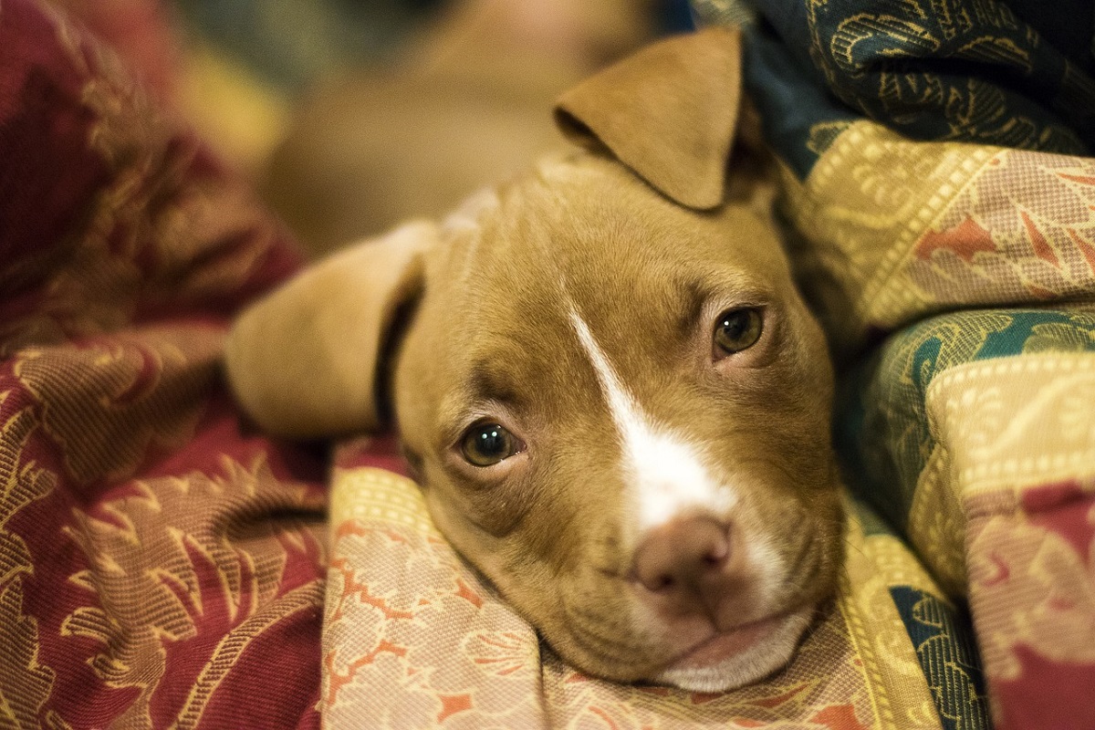 Cucciolo di pit bull abbandonato