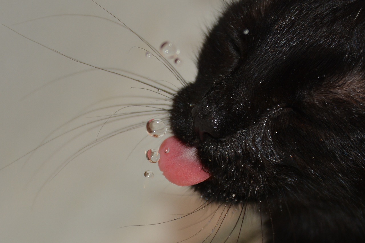 Gatto adora farsi il bagno