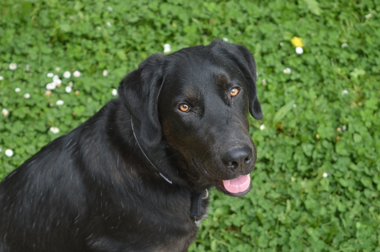 Il video del labrador 