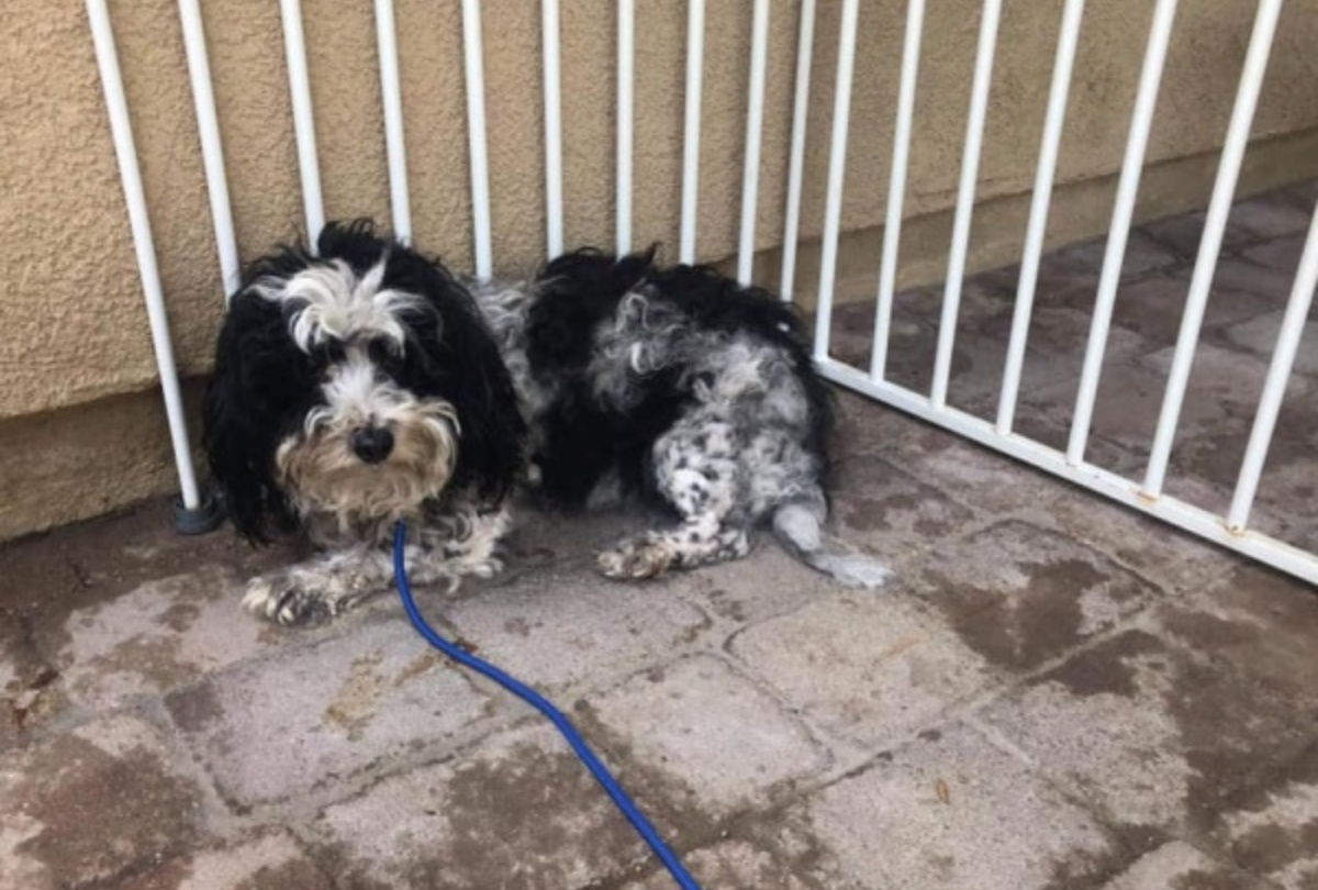 Faith e il cane abbandonato