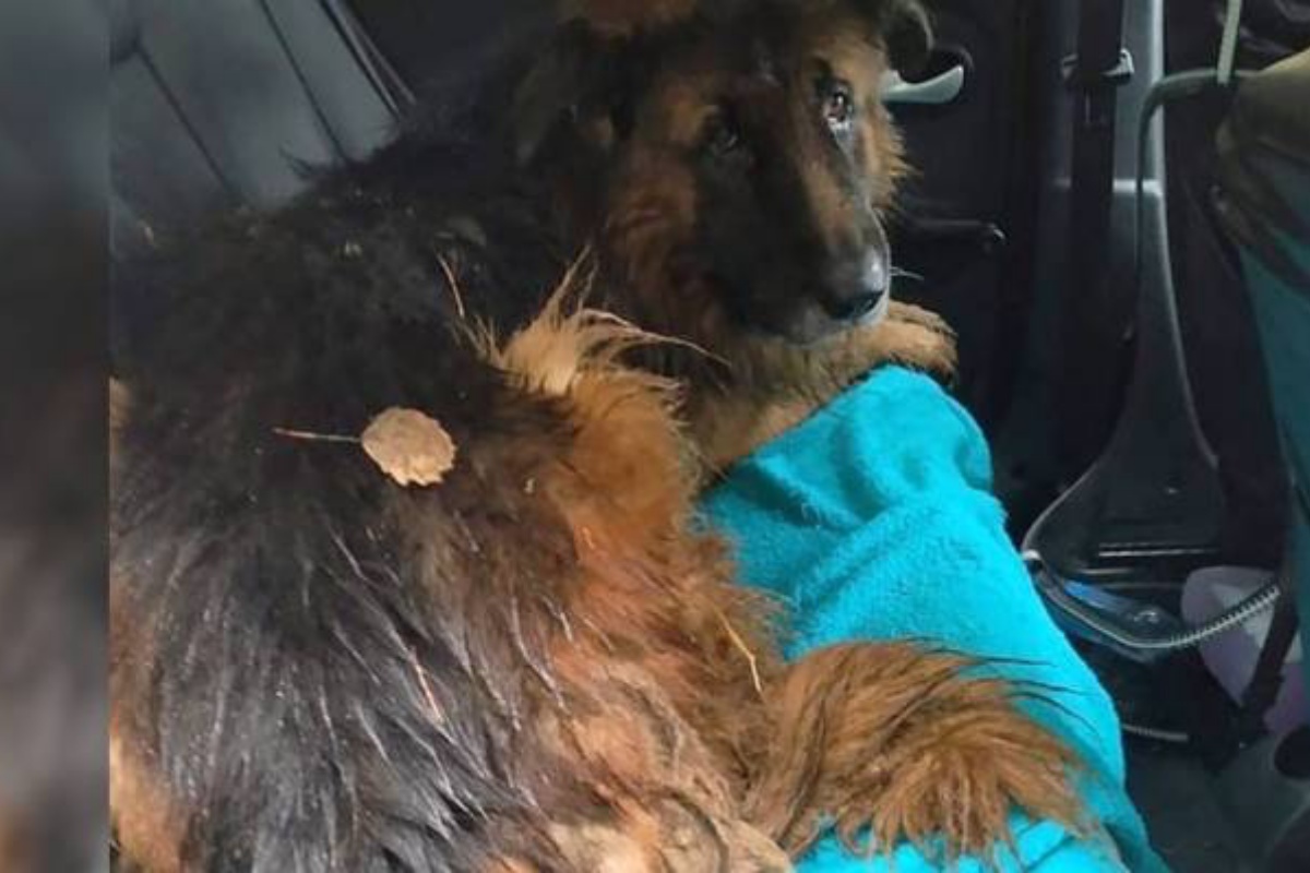 Il salvataggio di Kiryusha, il cane che la sua famiglia voleva uccidere