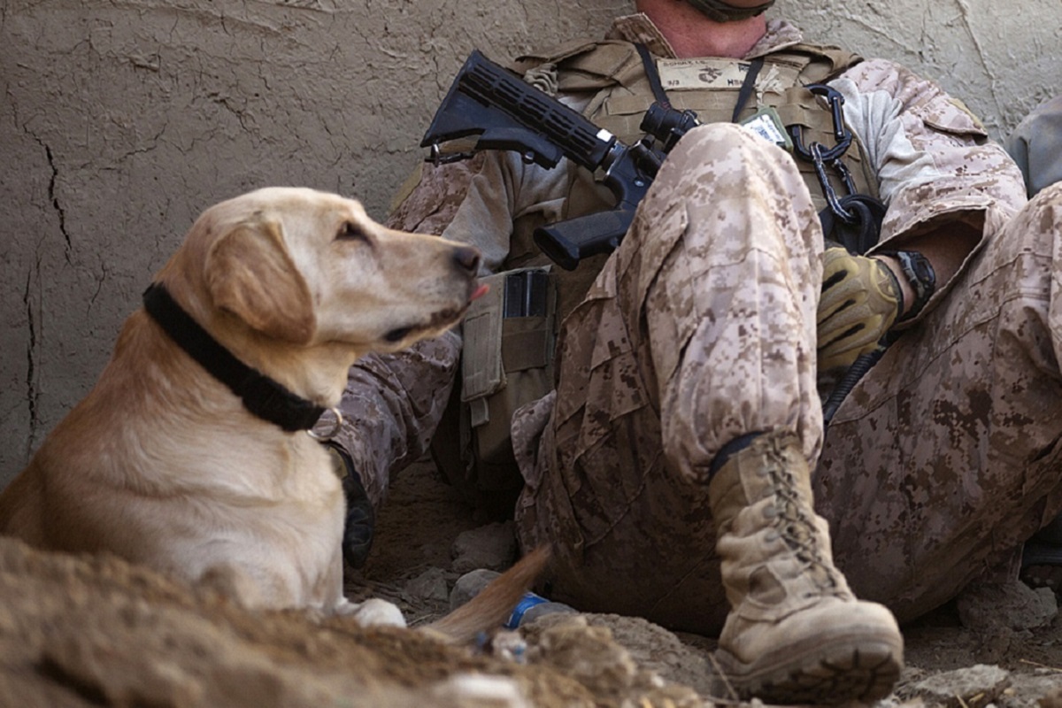 storia di un cane randagio