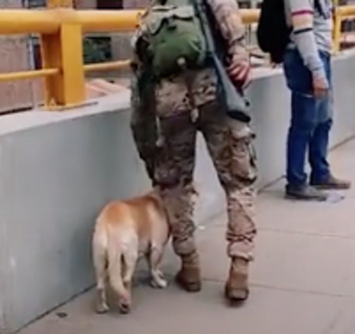 Le coccole al cucciolo di strada