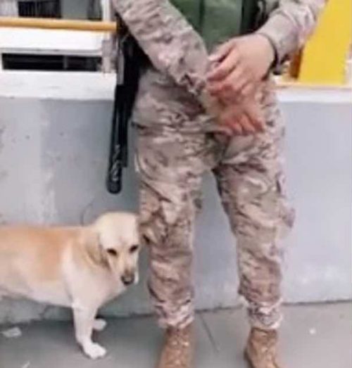 Il cucciolo e il militare