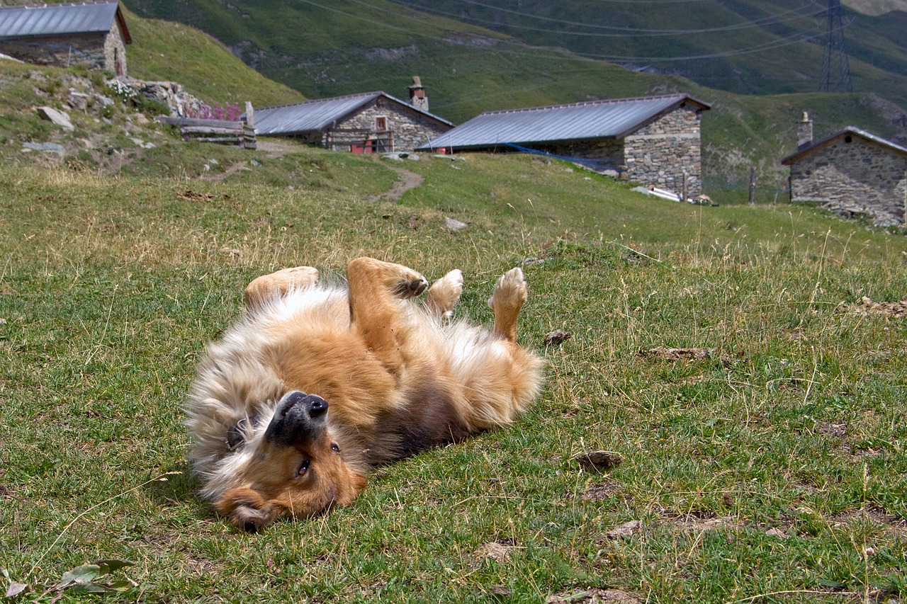 La storia di un cucciolo