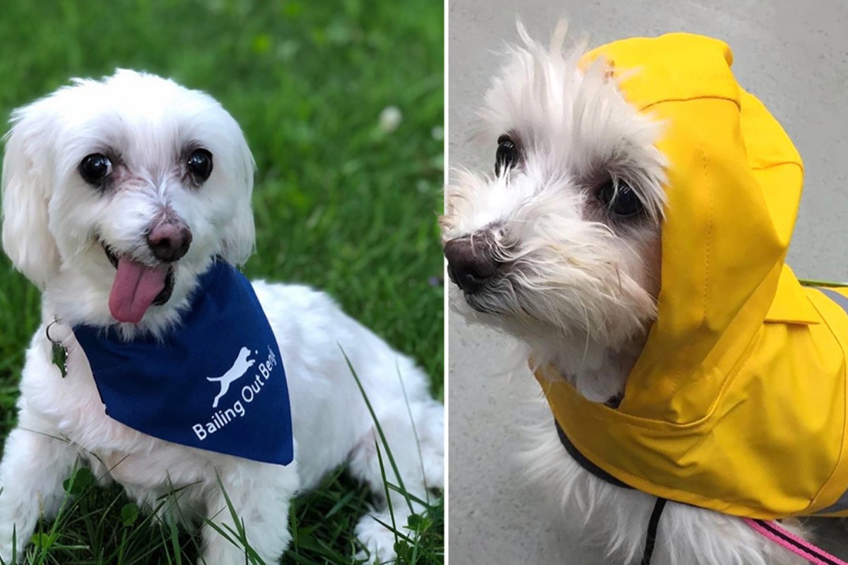 Lamb Chop nominata il cane di salvataggio più bello al mondo