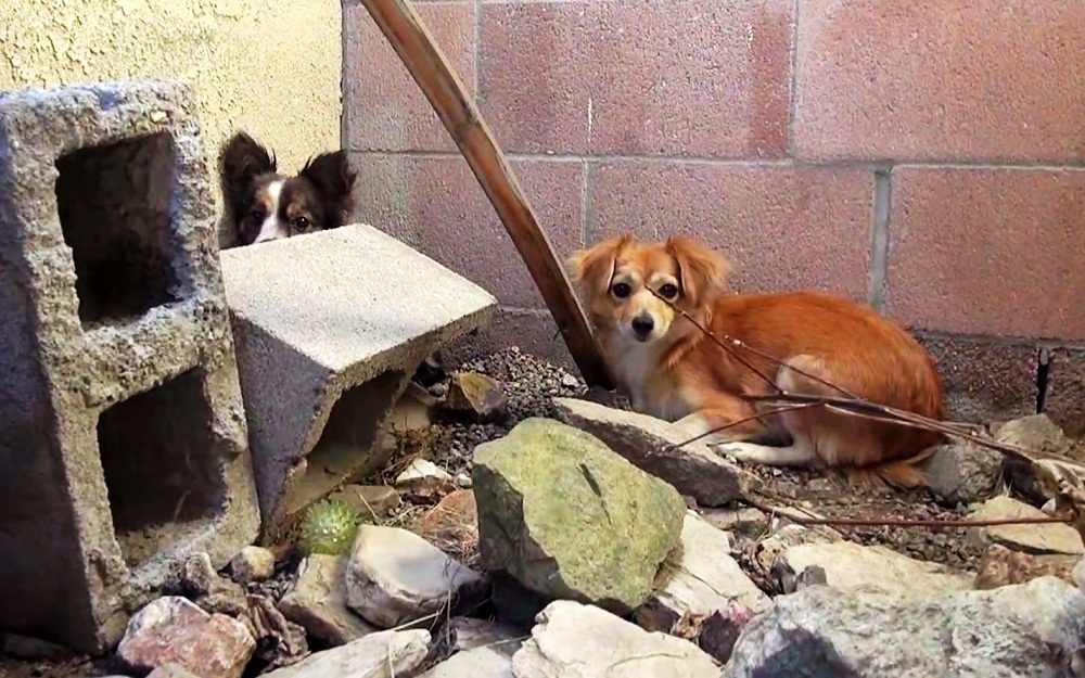 Cuccioli nascosti nel quartiere