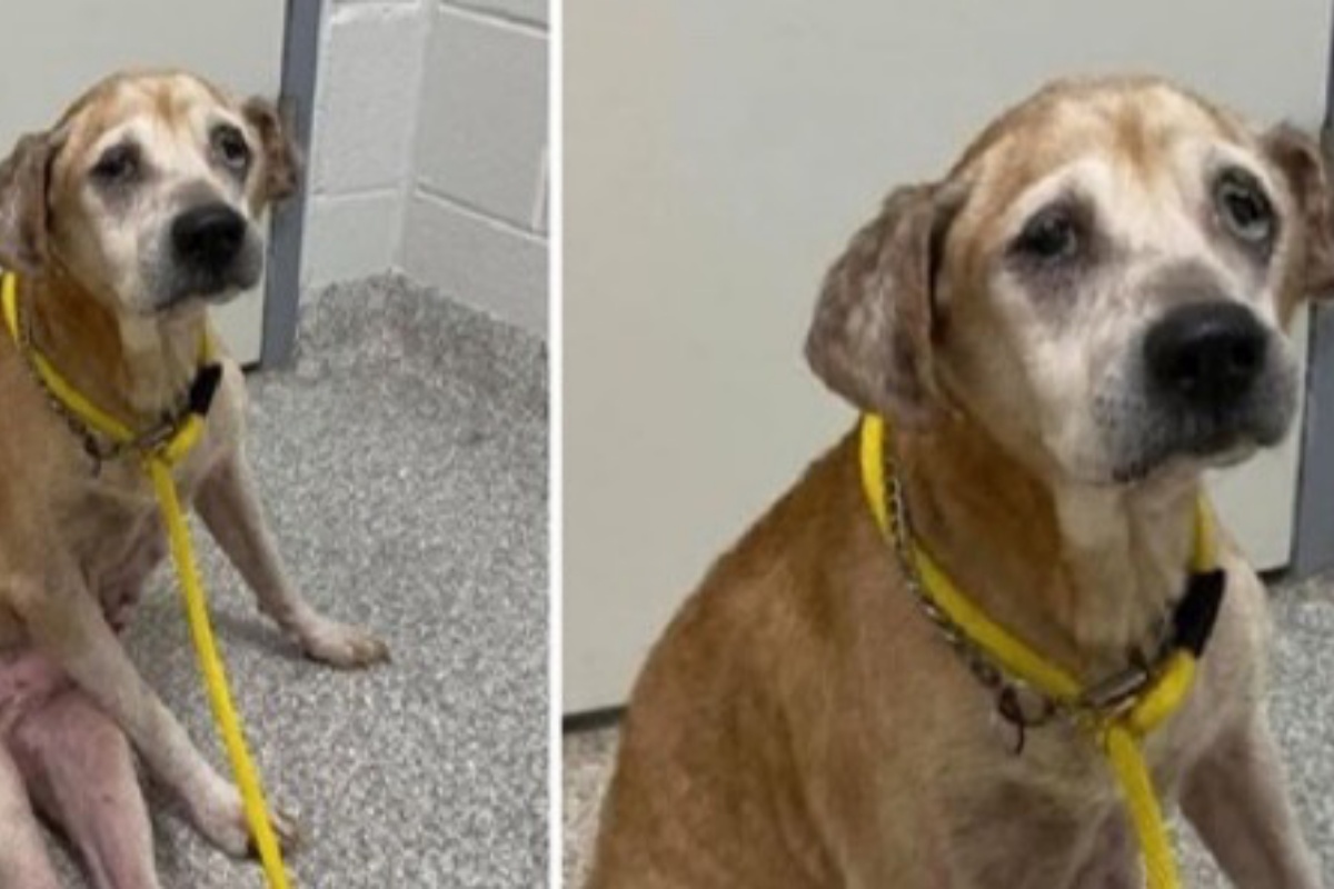 Il triste abbandono di Lars, l’anziano cane in gravi condizioni