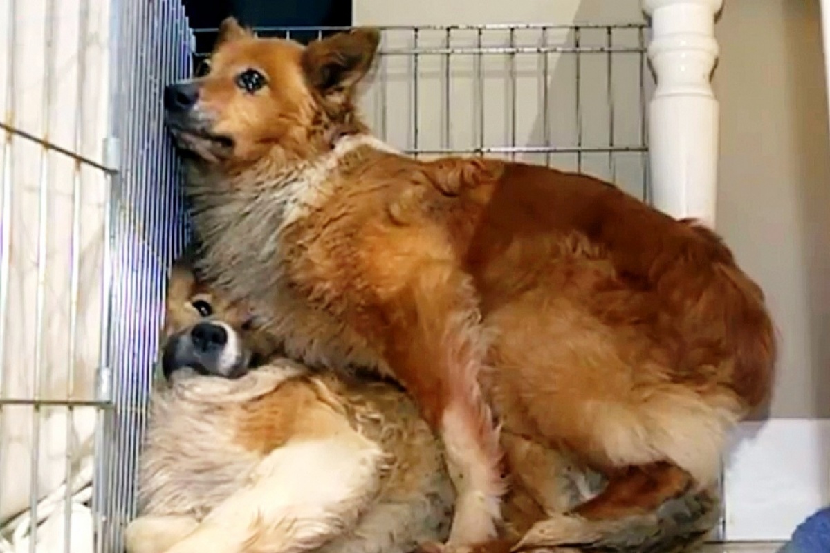 Scomparsi 2 cani, Laverne e Shirley: ritrovati dopo 2 lunghi mesi