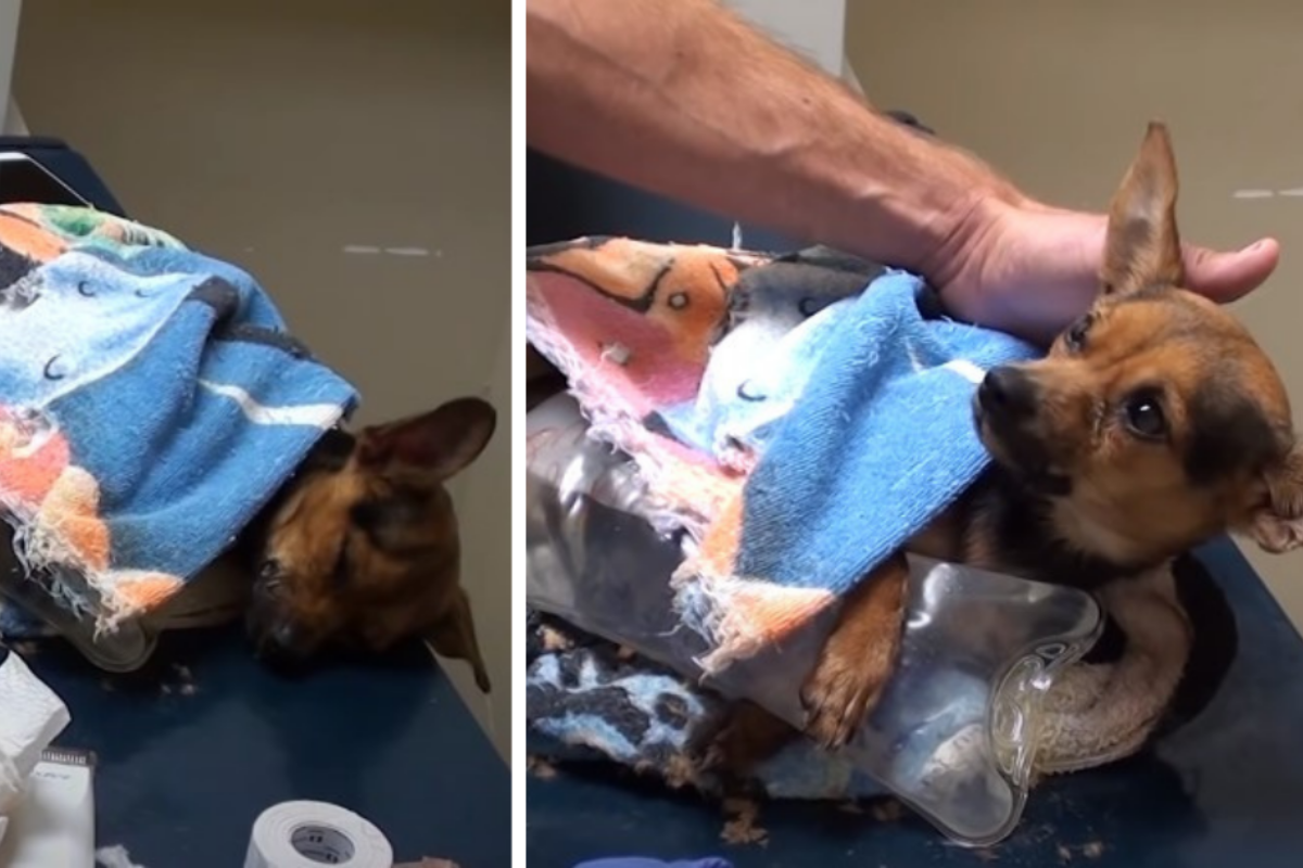 La rara condizioni che ha colpito il piccolo Lou e la sua guarigione
