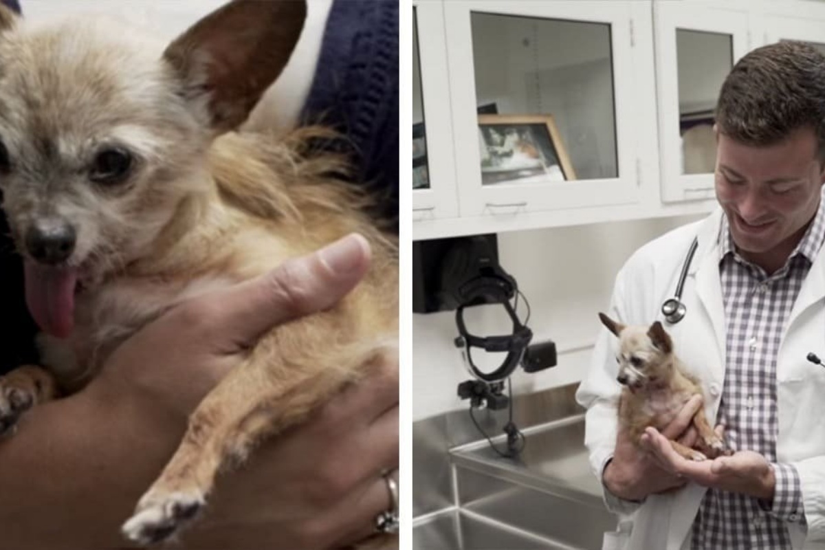 Il delicato intervento della piccola Mabel e il salvataggio del veterinario