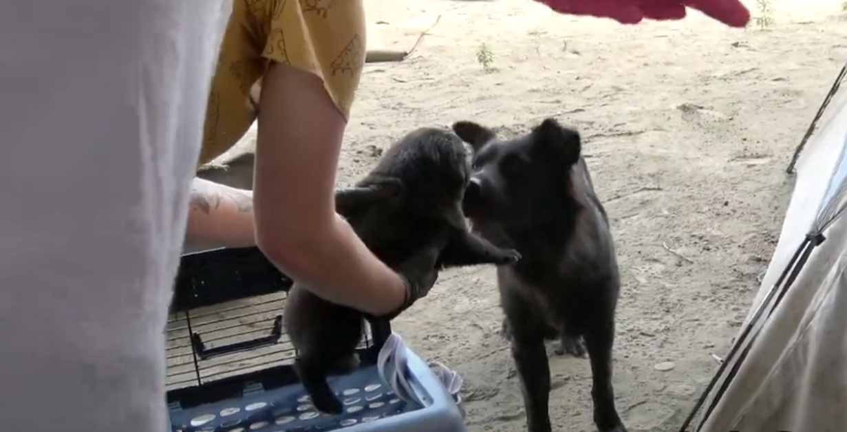 Mamma Bear e i suoi cuccioli