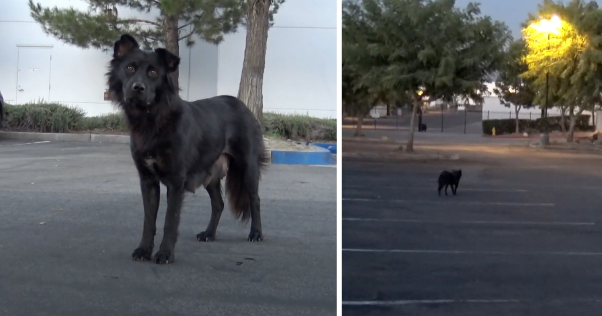 Bear, la mamma che cerca di proteggere i suoi cuccioli