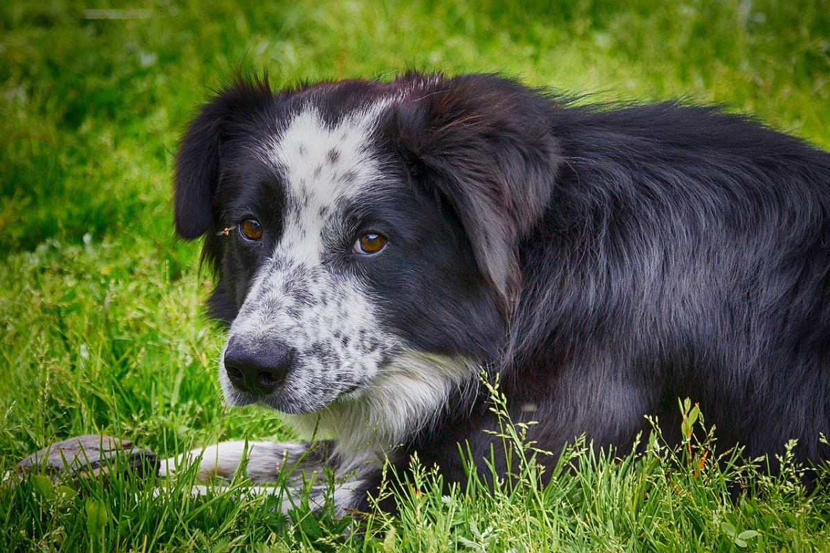 Mamma scava la tomba per il cucciolo morto