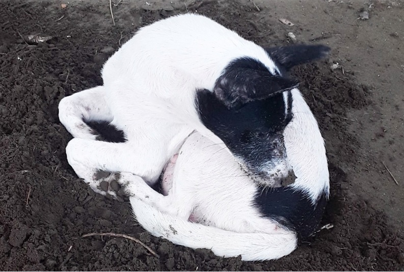 Mamma cane piange il figlio