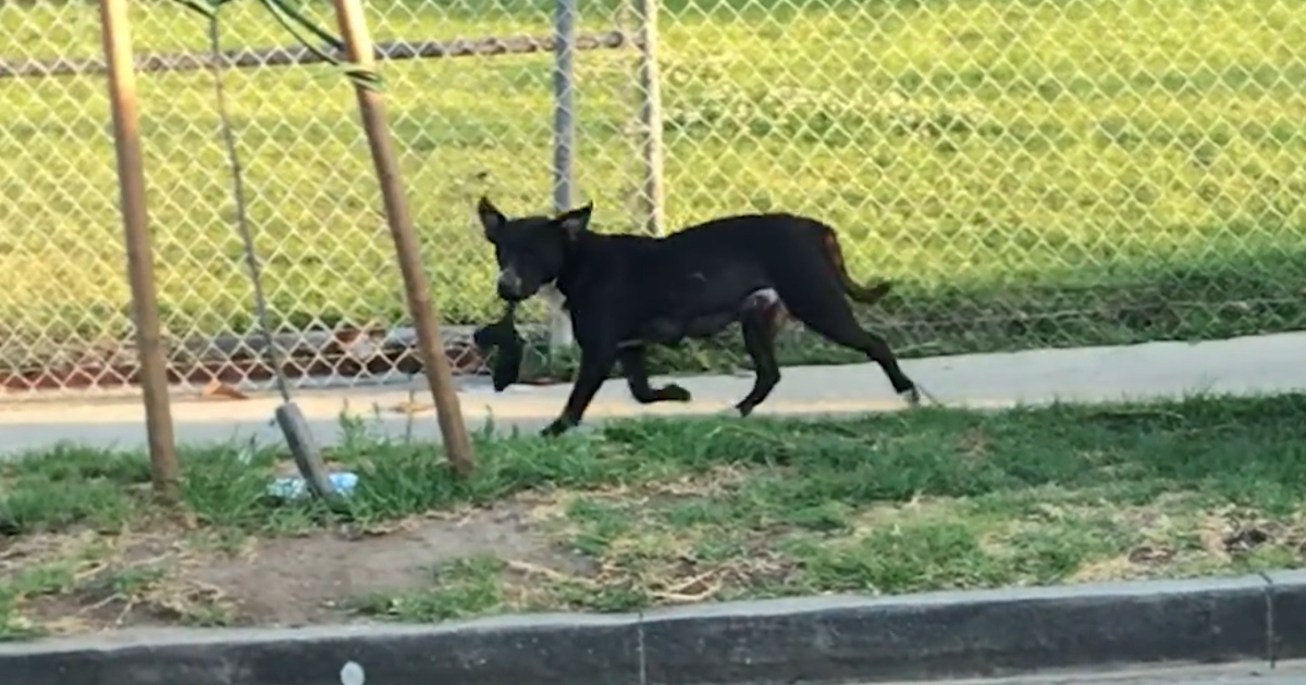 Cane randagio con il piccolo