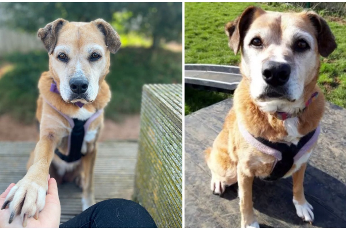 La storia di Molly, il cane che è nel rifugio da circa 11 anni
