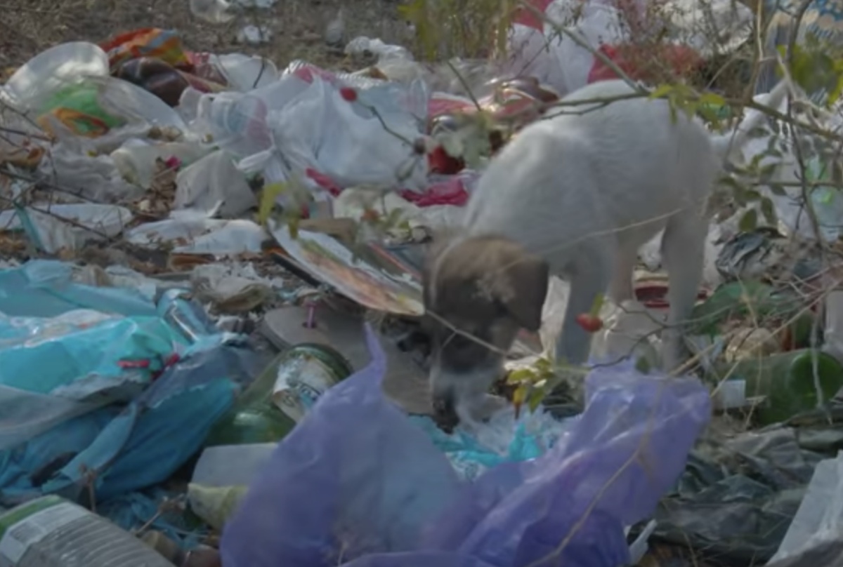 La storia di Musya: la cagnolina abbandonata tra la spazzatura