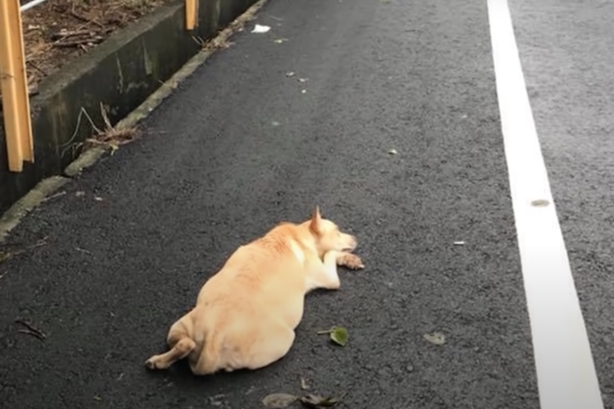 Il triste abbandono di Naicha, la cagnolina incinta
