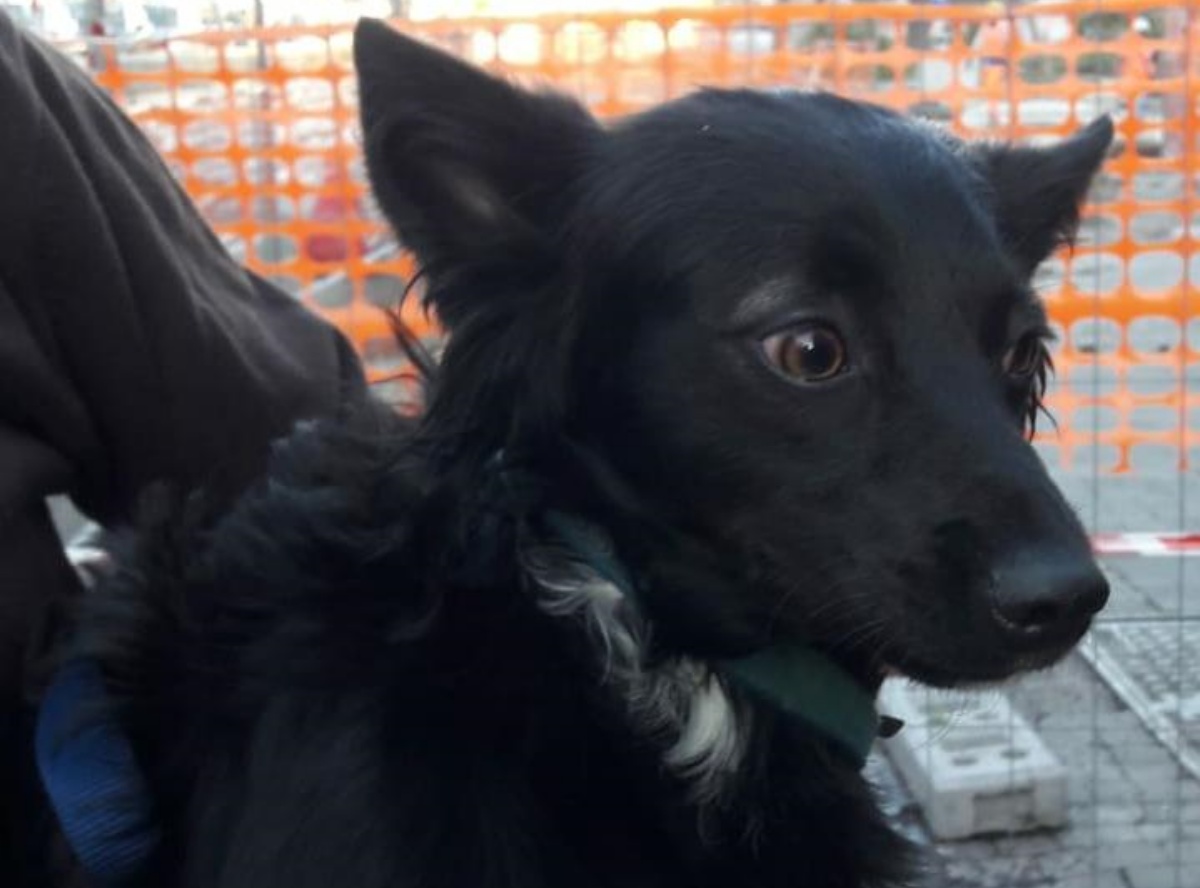Nerino, il cane maltrattato da un senzatetto e poi venduto per 5 euro