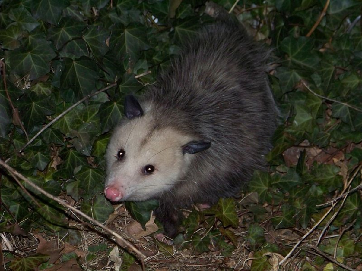 Ragazzo salva opossum