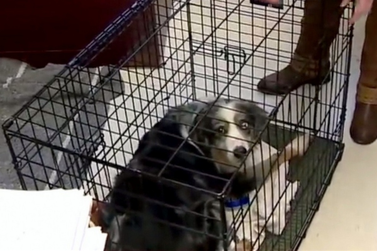 Il salvataggio di un cane chiamato Patches: per 4 anni non si è mai fatto avvicinare