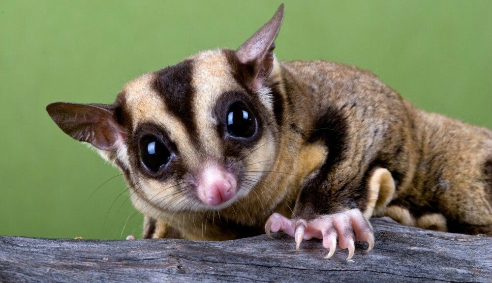 sugar glider pet sugar glider pet