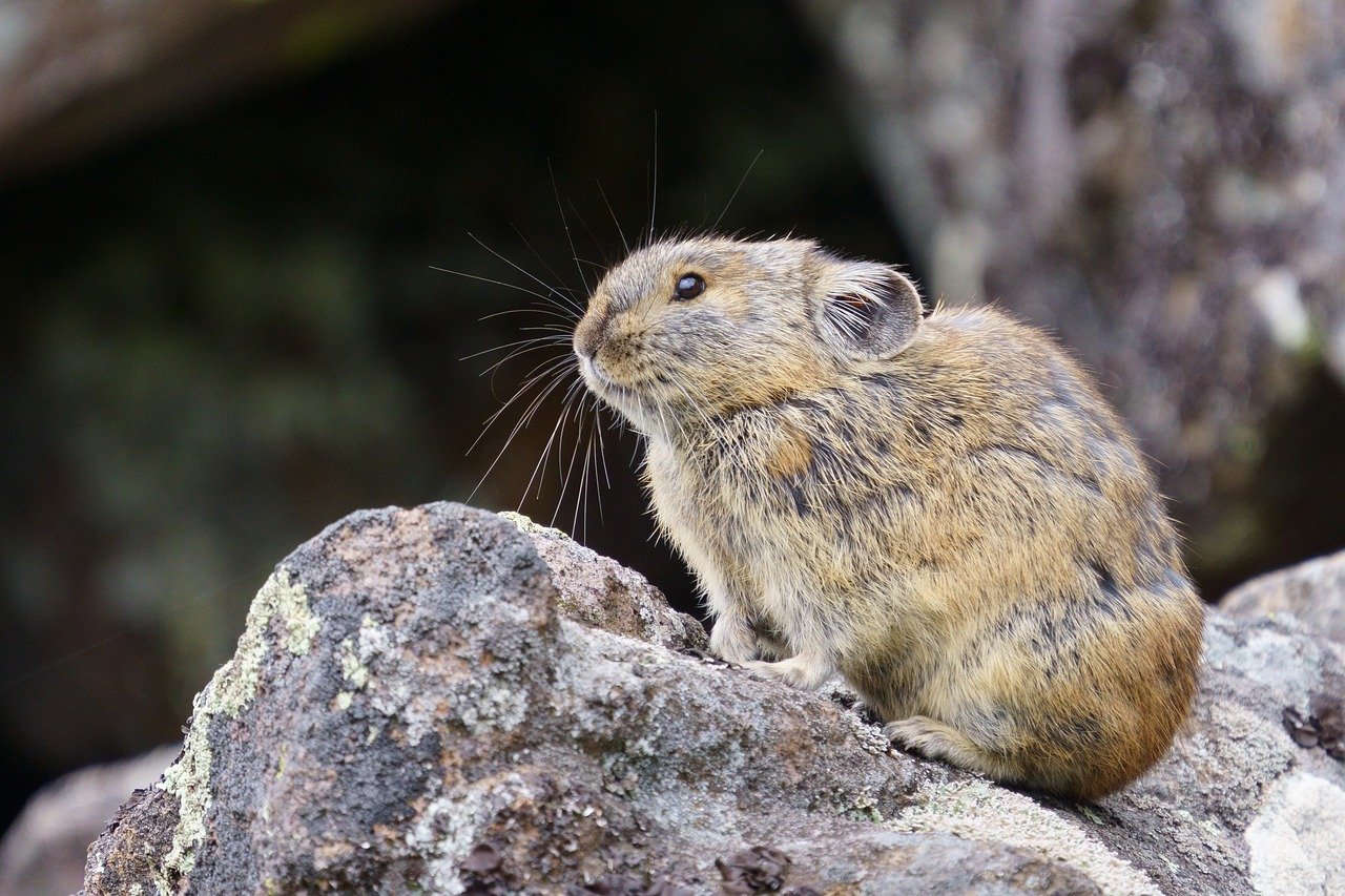 pika-animale