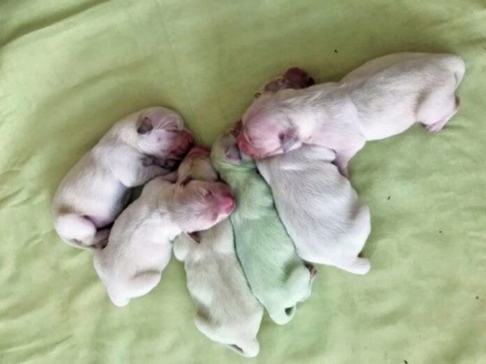 Cuccioli di Labrador appena nati