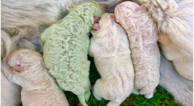 La cucciolata  nata in Sardegna