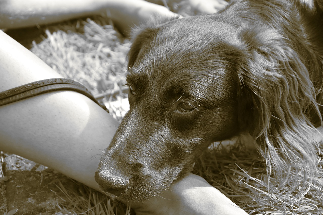 Cane Malato O Smarrito La Preghiera Da Recitare Bigodino