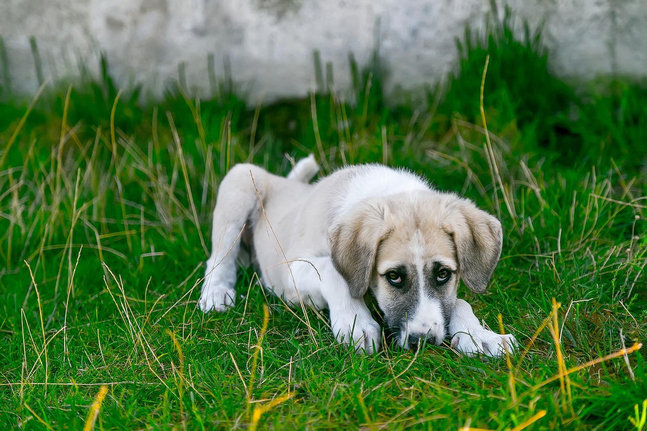 Cane Malato O Smarrito La Preghiera Da Recitare Bigodino