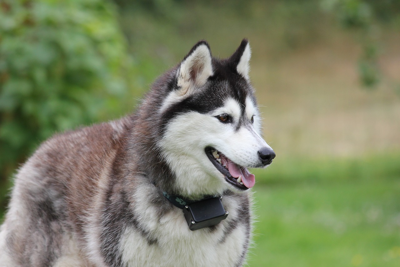 Sopprimere l'husky