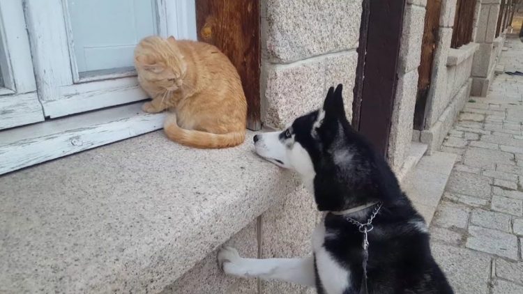 Il cane e il gatto