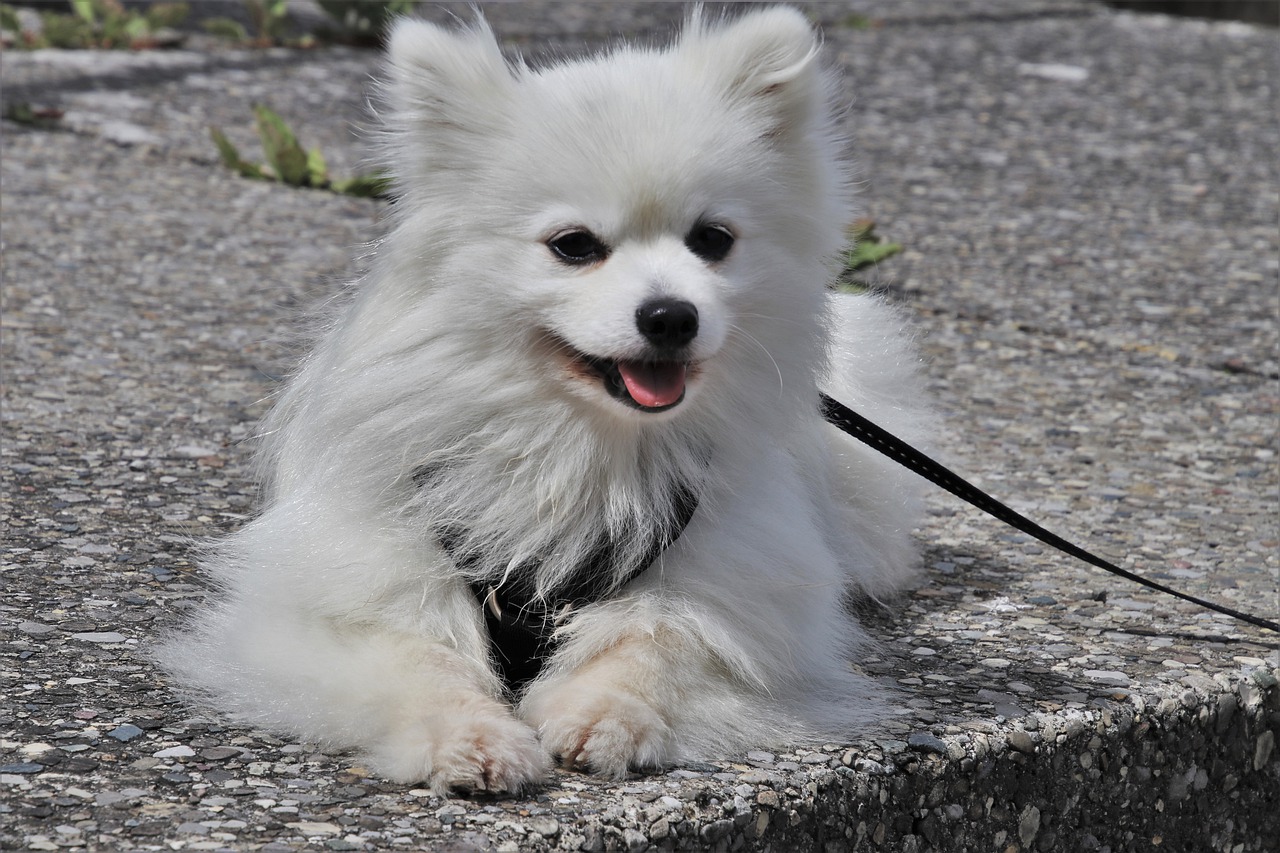 Proprietari di animali: cane fuori nel coprifuoco, cosa dice la legge?