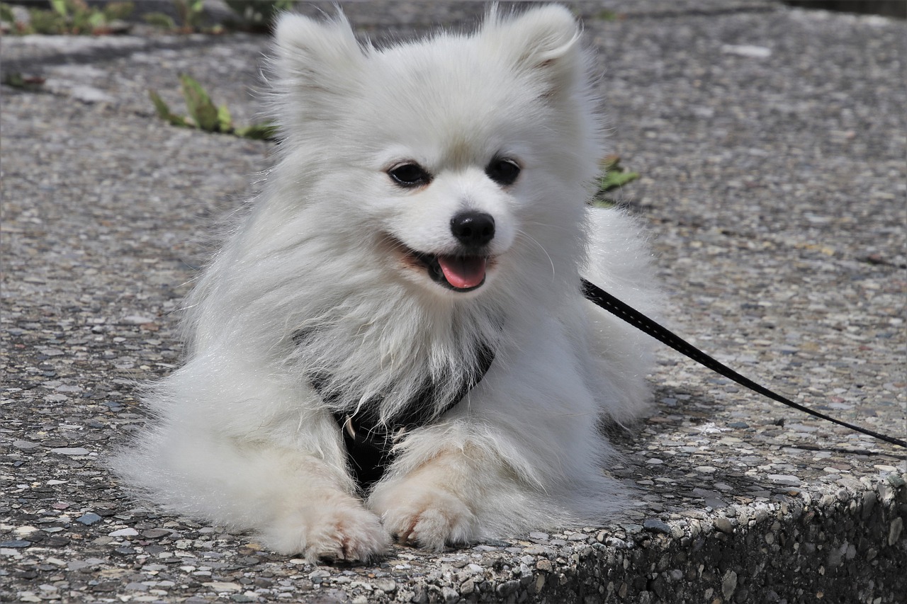 cane fuori nel coprifuoco