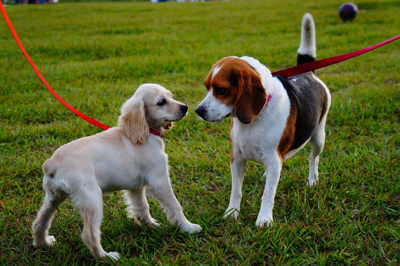 Incontrarsi tra cuccioli al parco