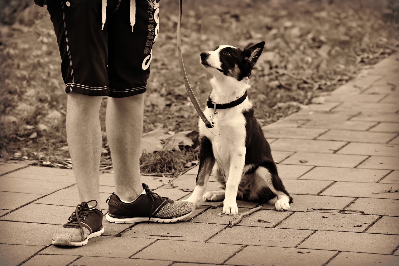 Cane e proprietario in giro